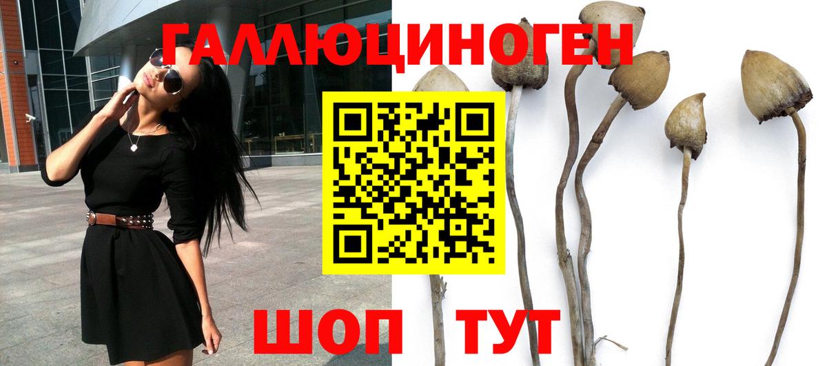 Псилоцибиновые грибы Psilocybine cubensis Усолье-Сибирское